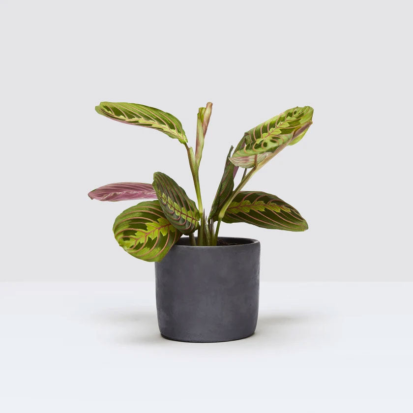 Jane Plant Housei