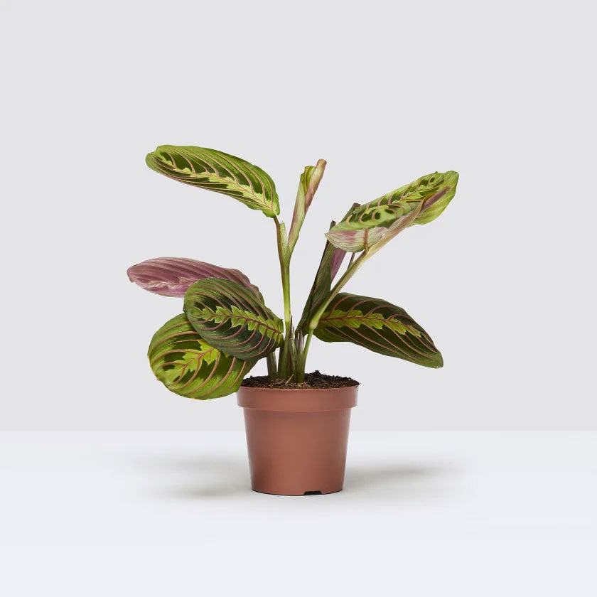 Jane Plant Housei