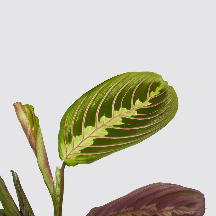 Jane Plant Housei
