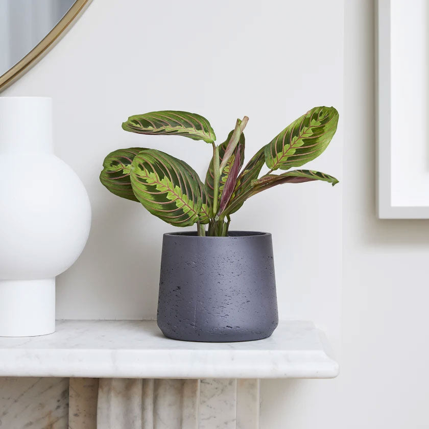 Jane Plant Housei