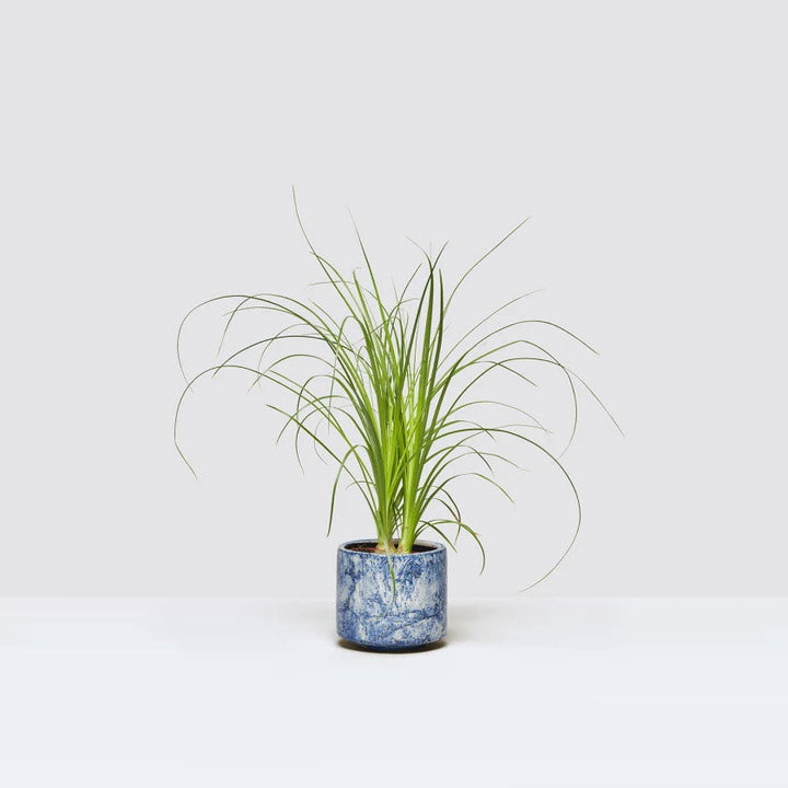 Beau Plant Housei New