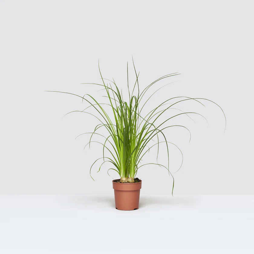 Beau Plant Housei New