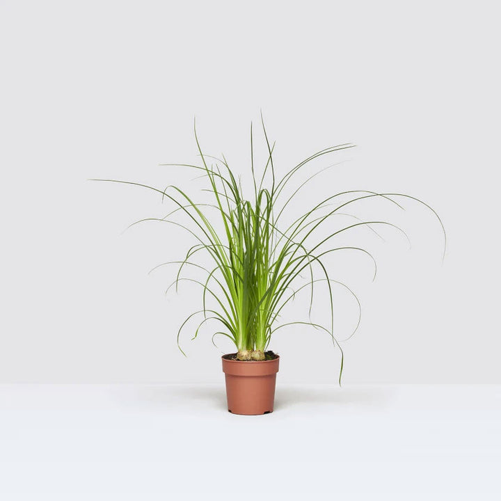 Beau Plant Housei