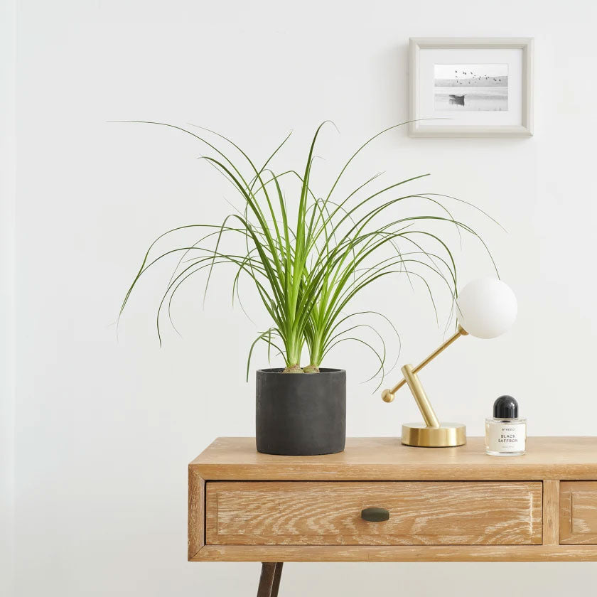 Beau Plant Housei New