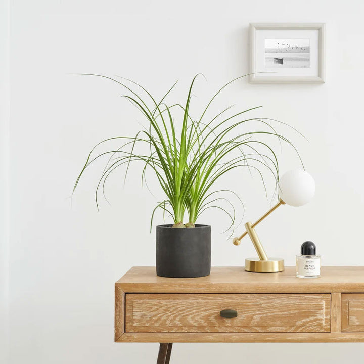 Beau Plant Housei New