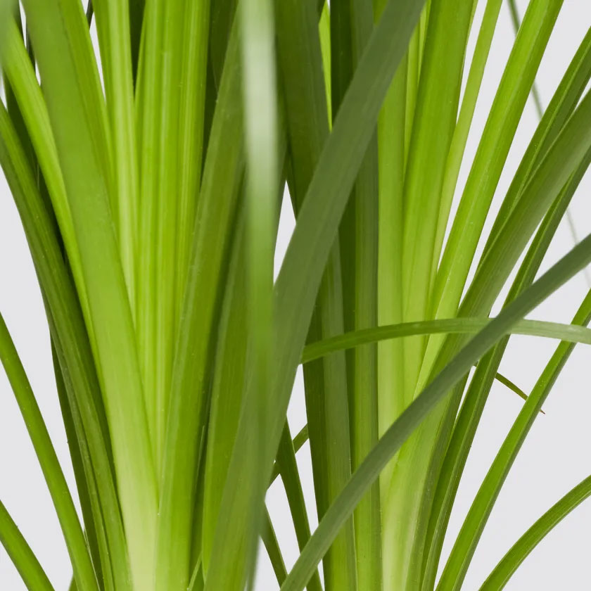 Beau Plant Housei New