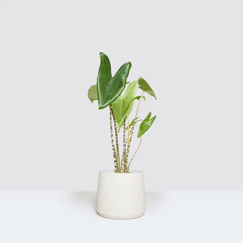 Zabrina Plant Housei