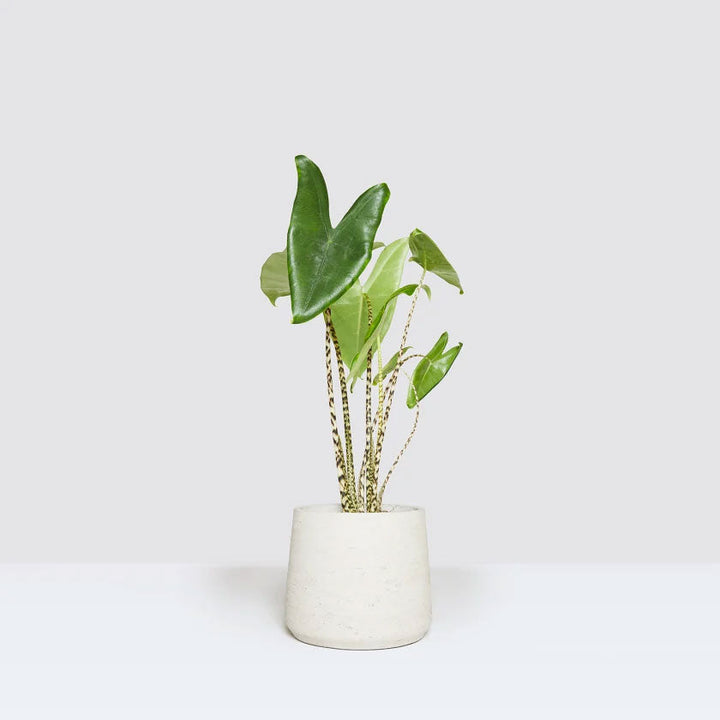 Zabrina Plant Housei