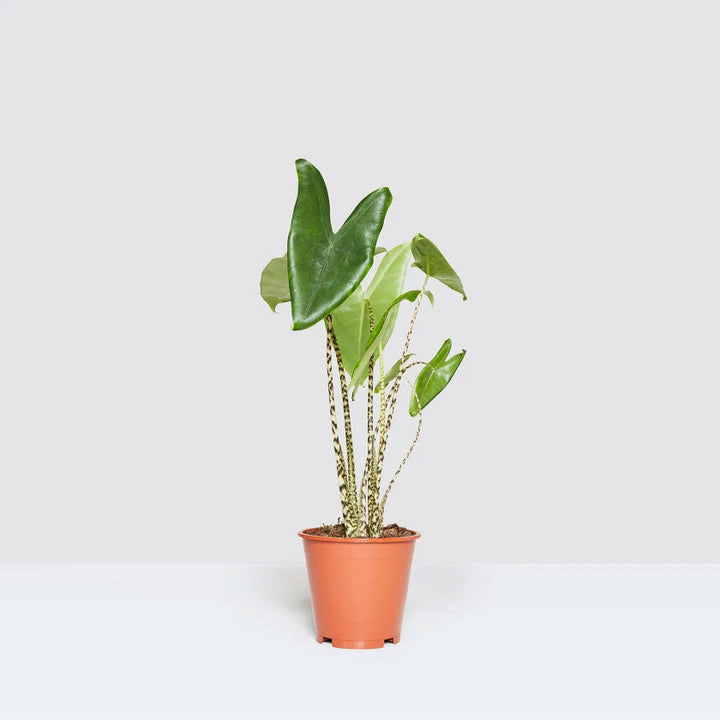 Zabrina Plant Housei