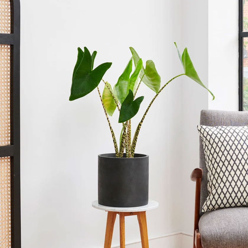 Zabrina Plant Housei