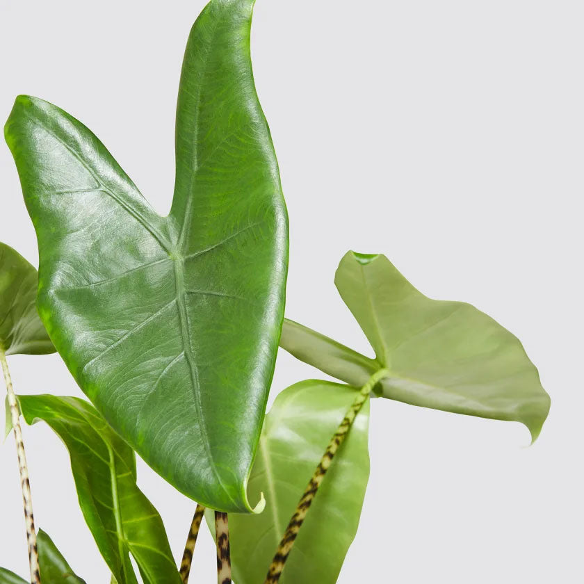 Zabrina Plant Housei