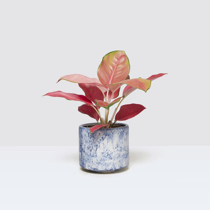 Clancy Plant Housei