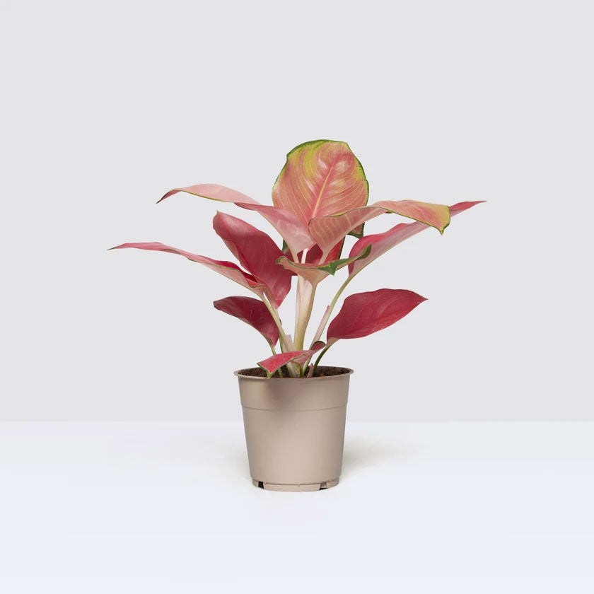 Clancy Plant Housei