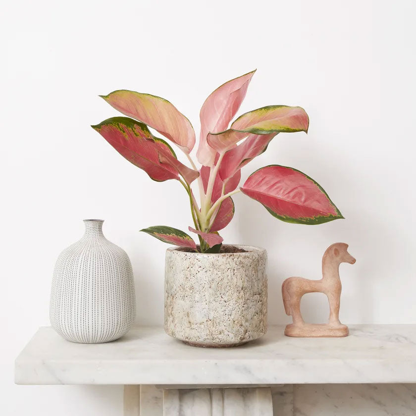 Clancy Plant Housei