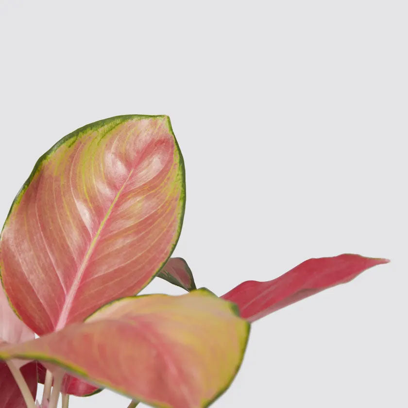 Clancy Plant Housei