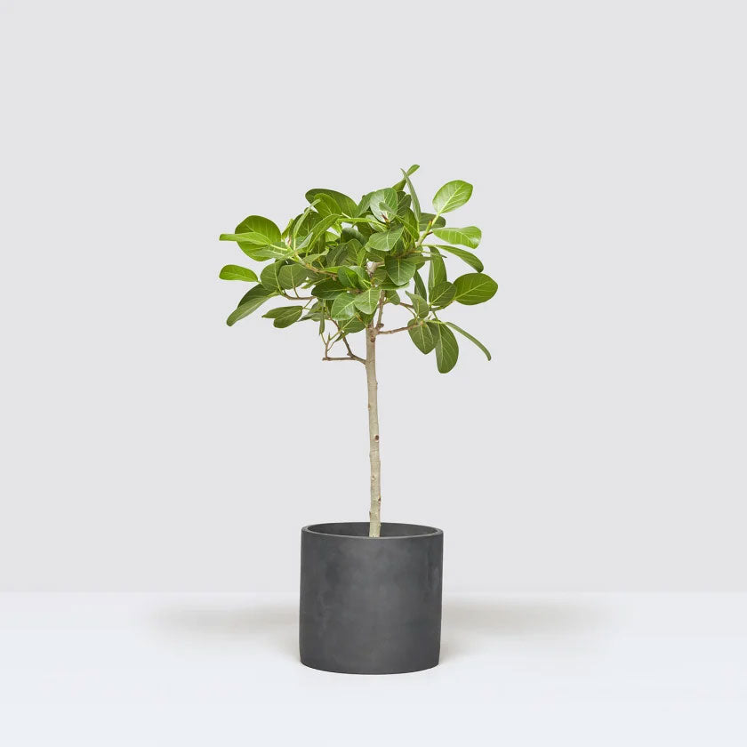 Bennett Plant Housei
