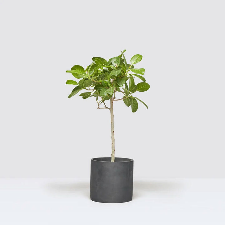 Bennett Plant Housei