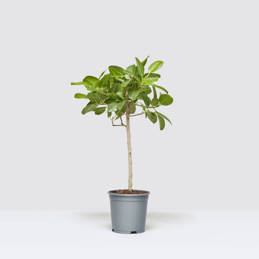 Bennett Plant Housei