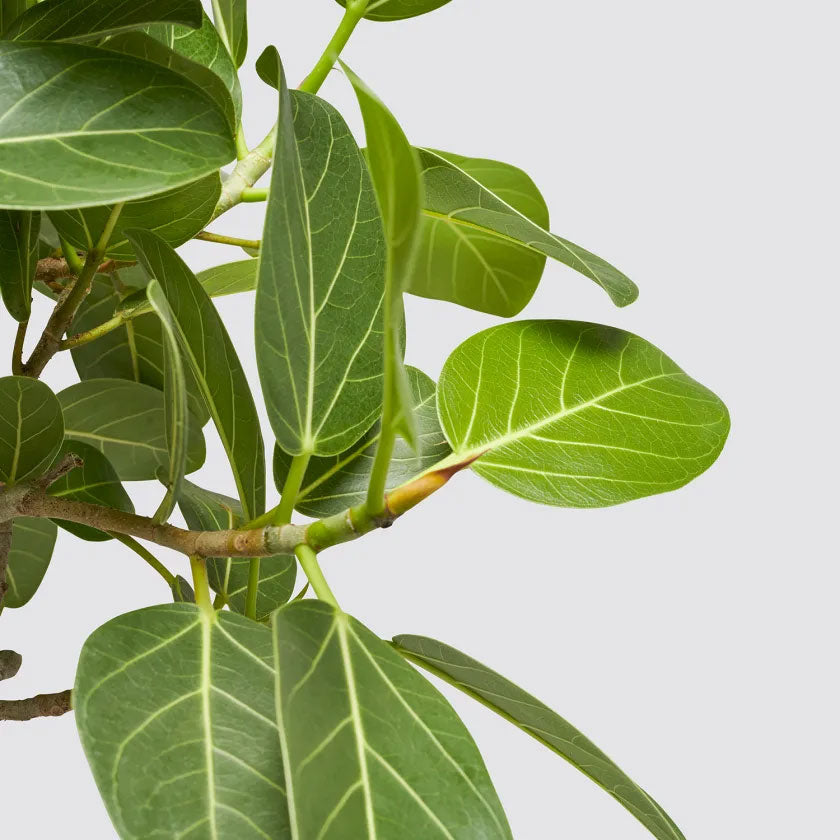 Bennett Plant Housei