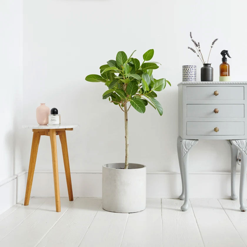 Bennett Plant Housei
