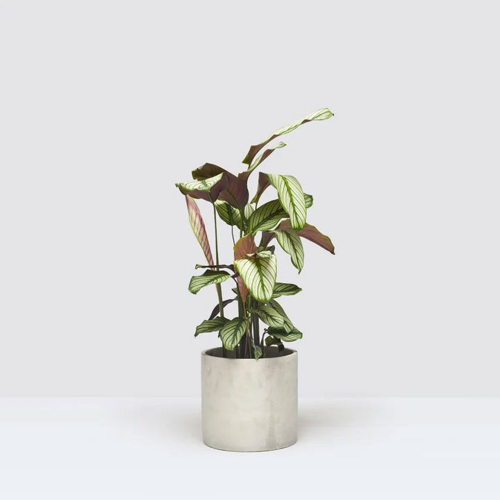 Joey Plant Housei