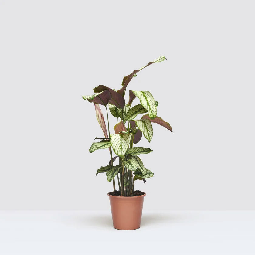 Joey Plant Housei