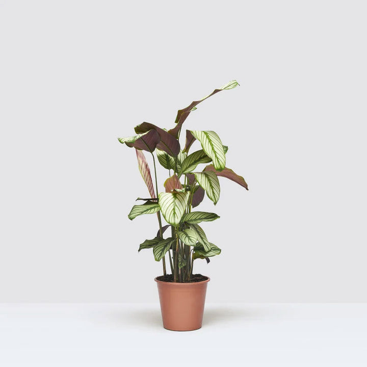 Joey Plant Housei
