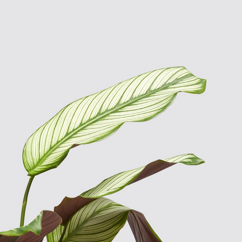 Joey Plant Housei