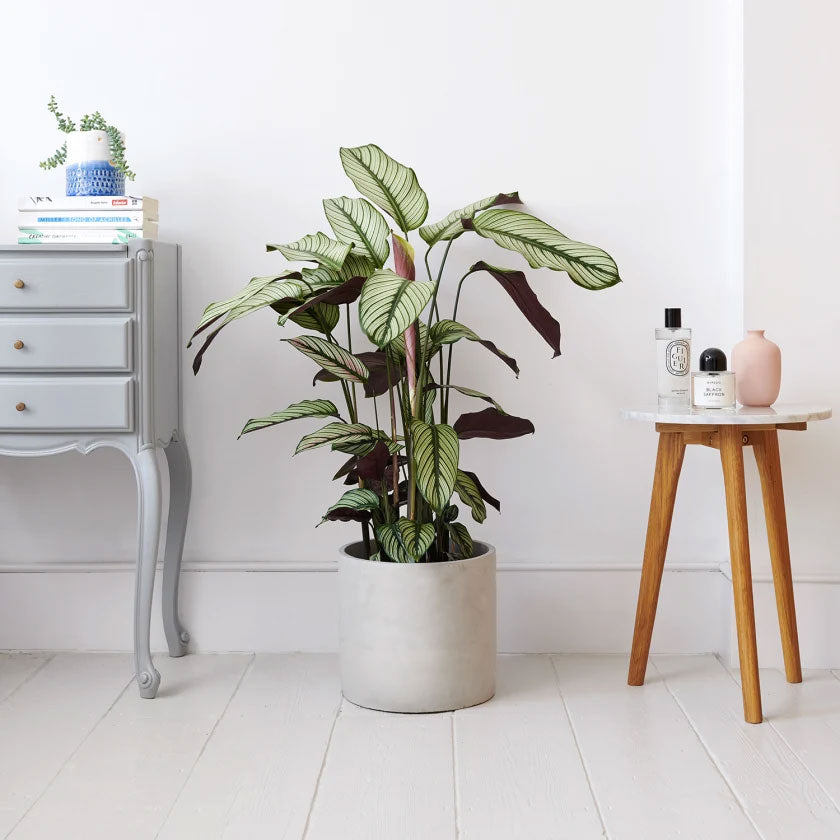 Joey Plant Housei