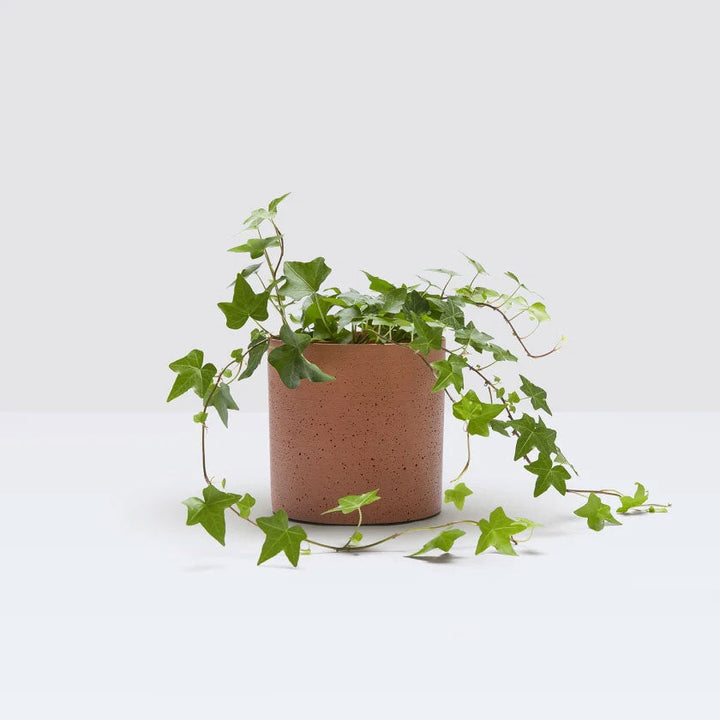 Ivy Plant Housei