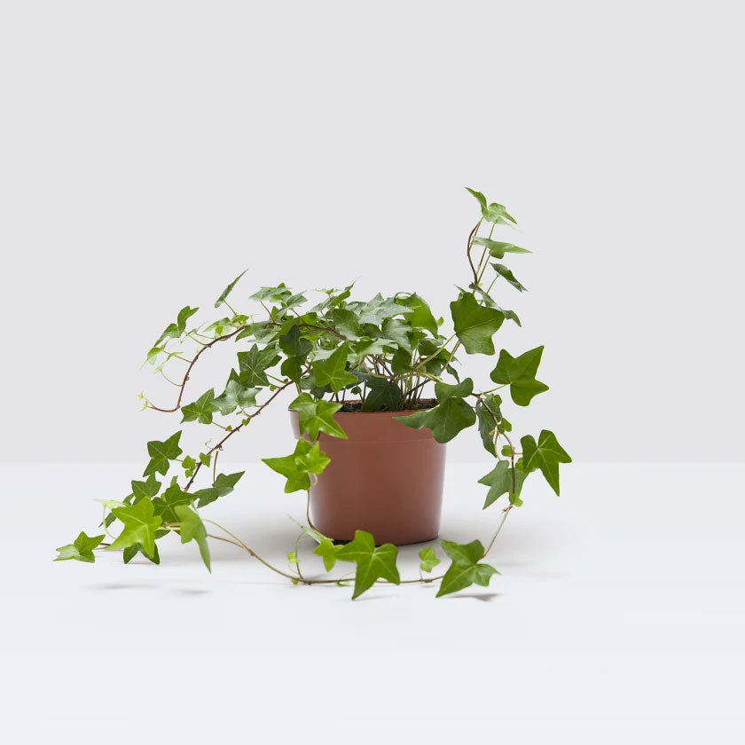 Ivy Plant Housei