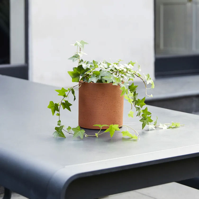 Ivy Plant Housei