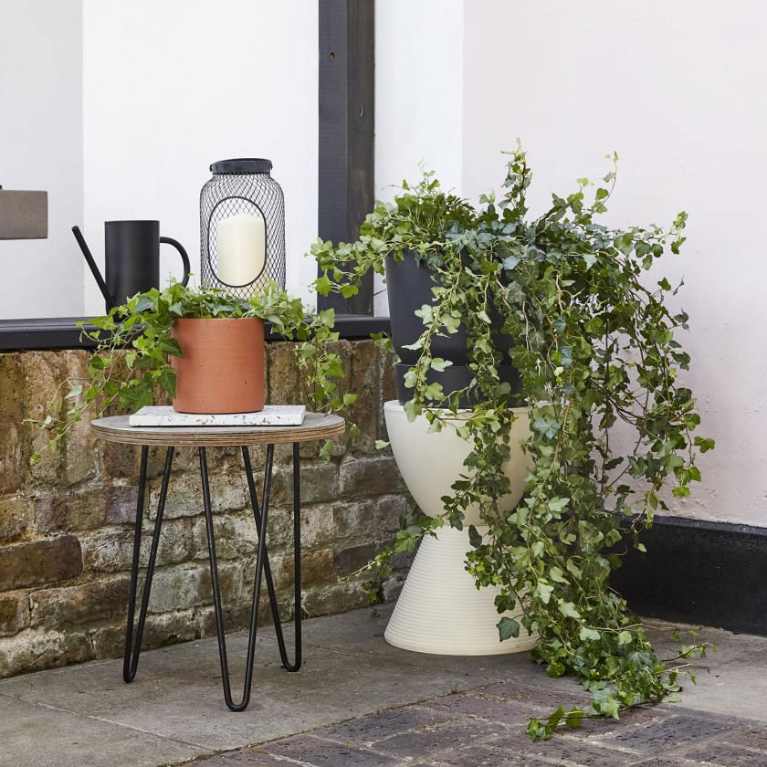 Ivy Plant Housei