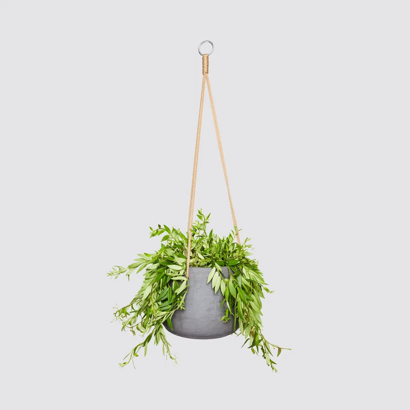 Jethro Plant Housei