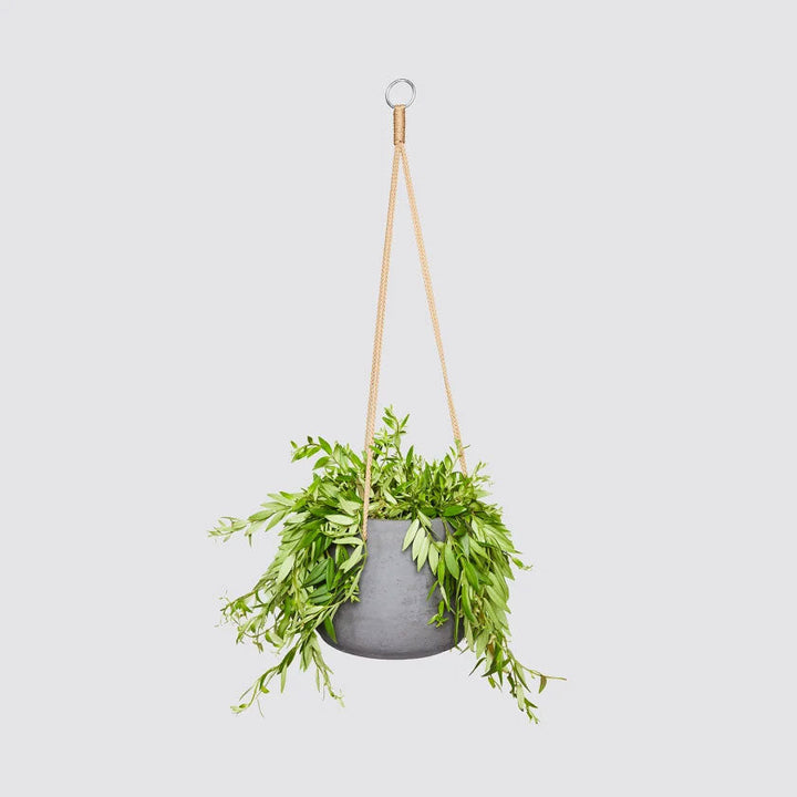 Jethro Plant Housei
