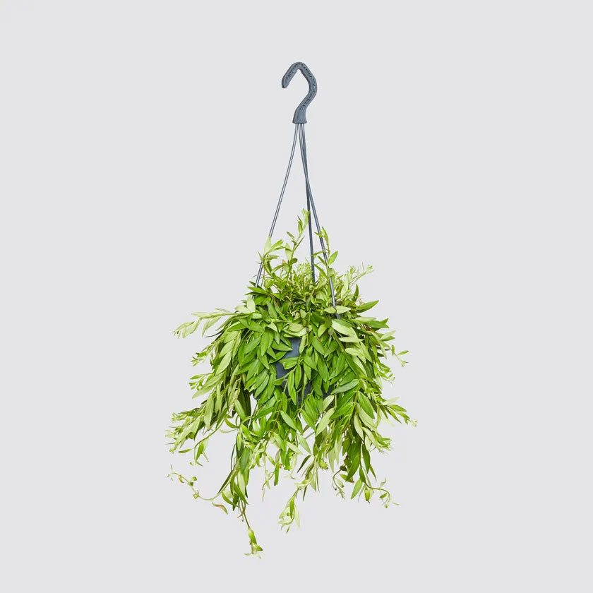 Jethro Plant Housei