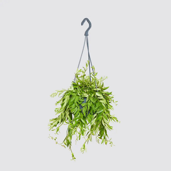 Jethro Plant Housei