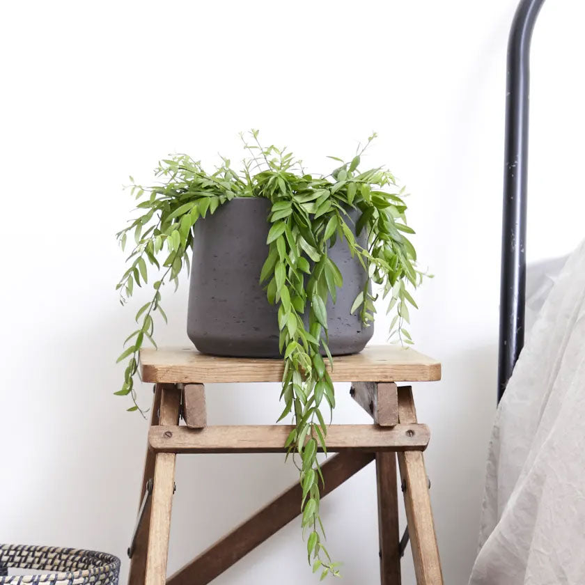 Jethro Plant Housei