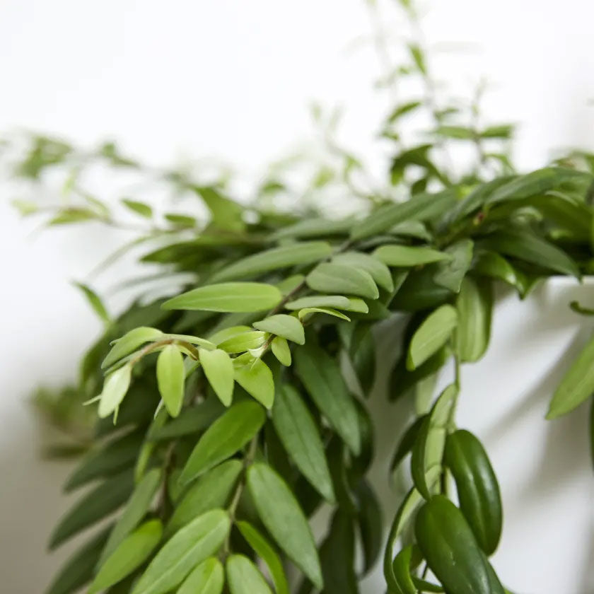 Jethro Plant Housei